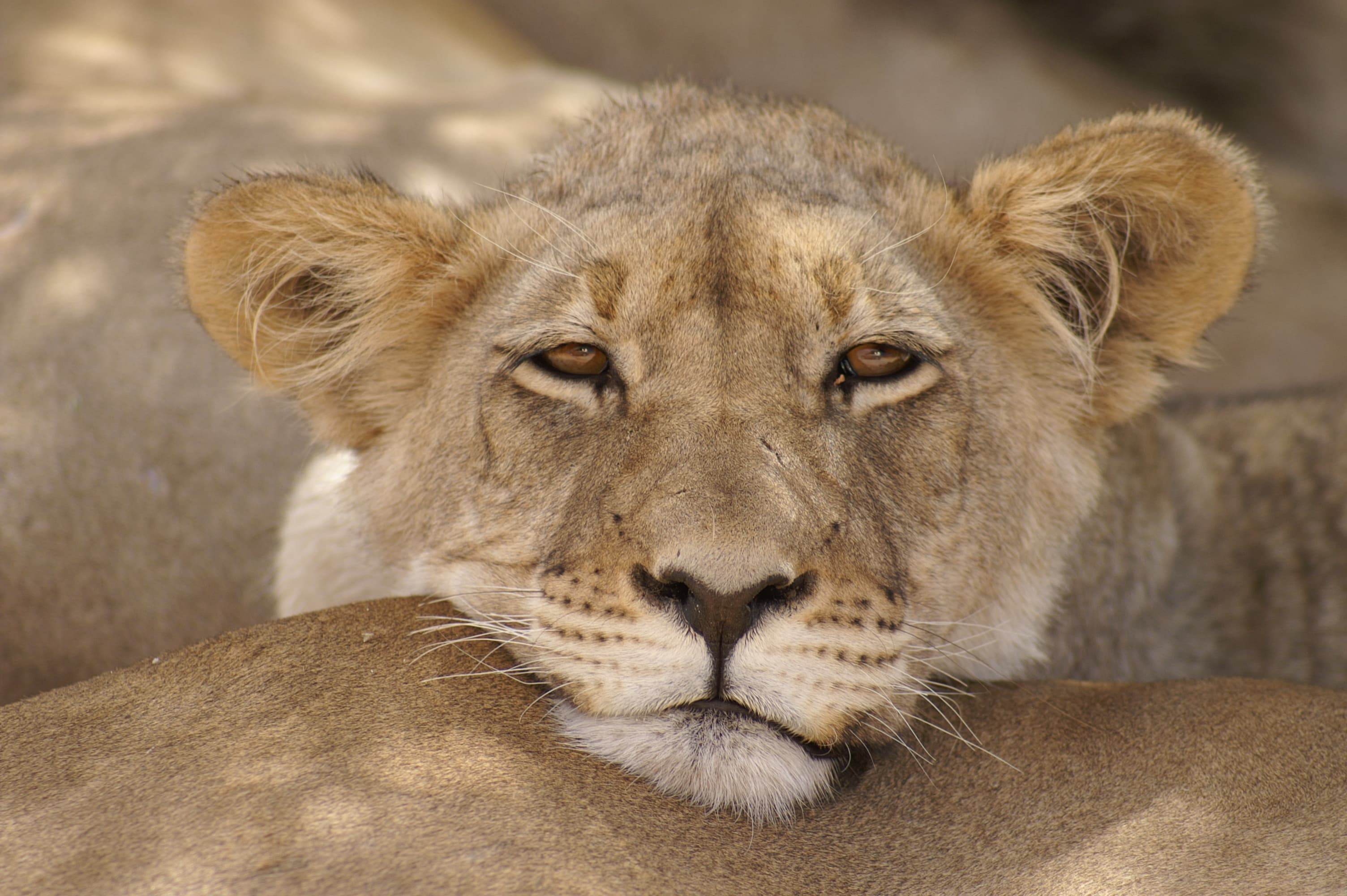 Namibia wildlife — contact Projects & Promotions