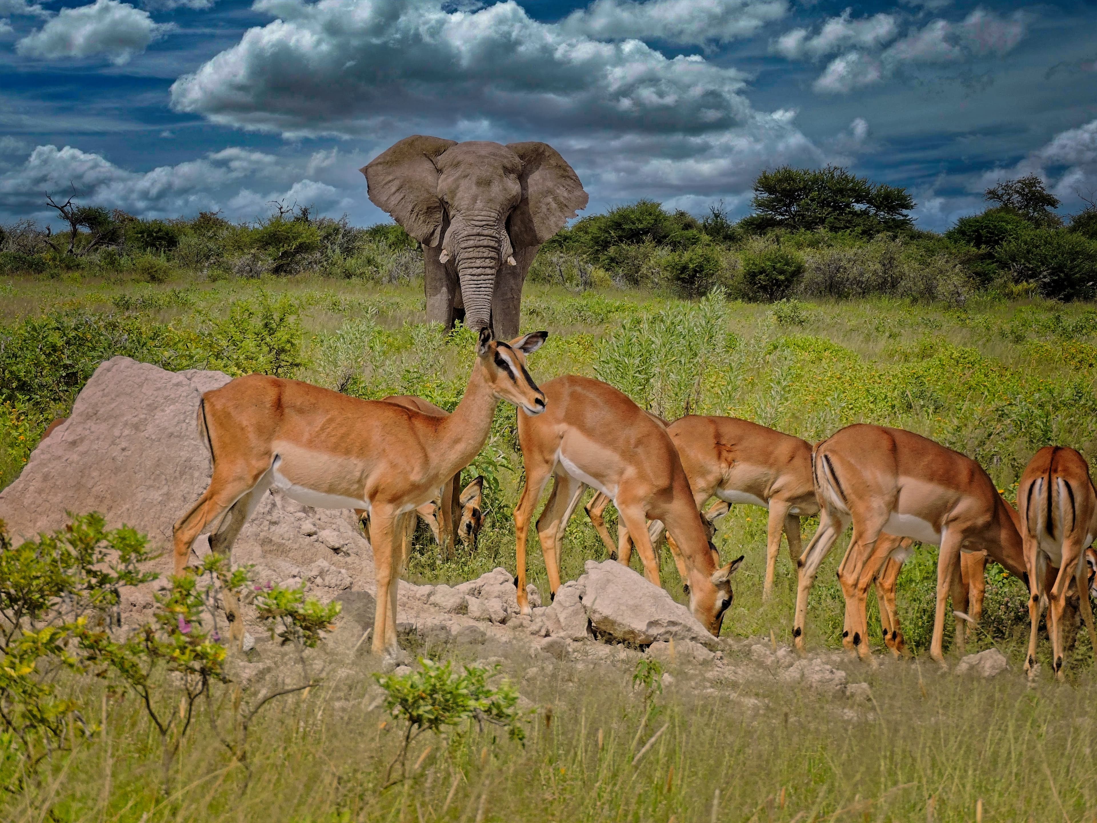 Namibia wildlife — elephant at waterhole, Etosha National Park